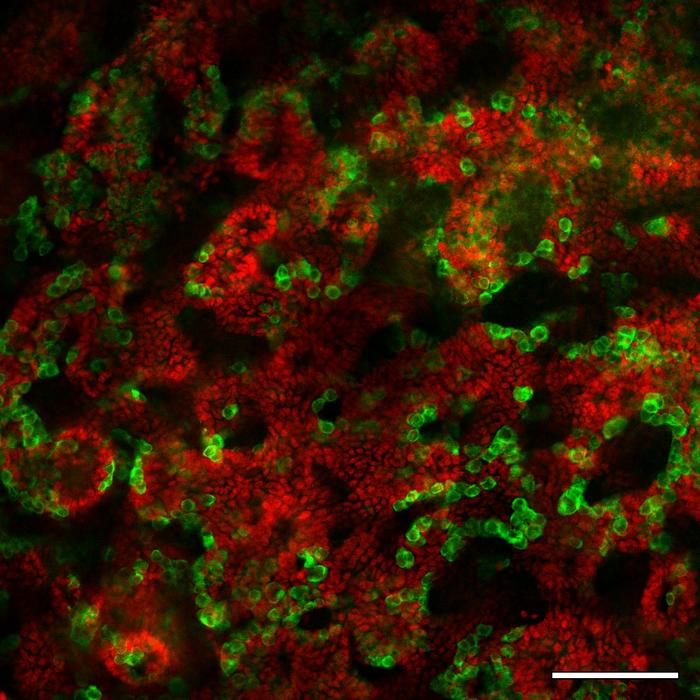 Neonatal testis organoids sertoli germ cells