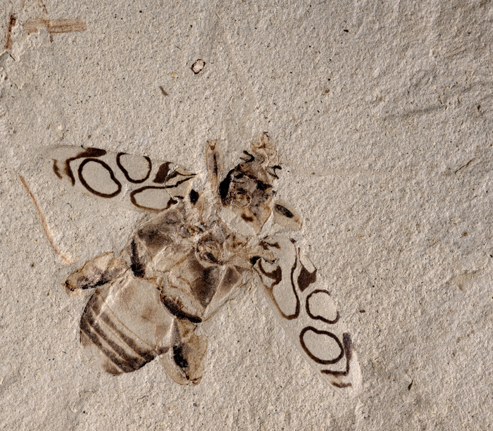 New beetle species identified from 49 million year old fossil