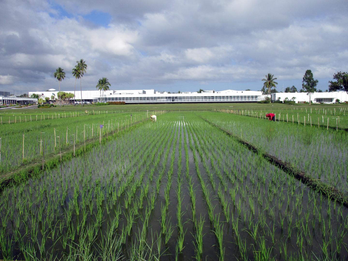 Rice breeding