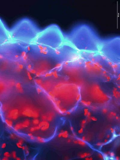 Anatomy of <I>Lithops aucampiae</I>