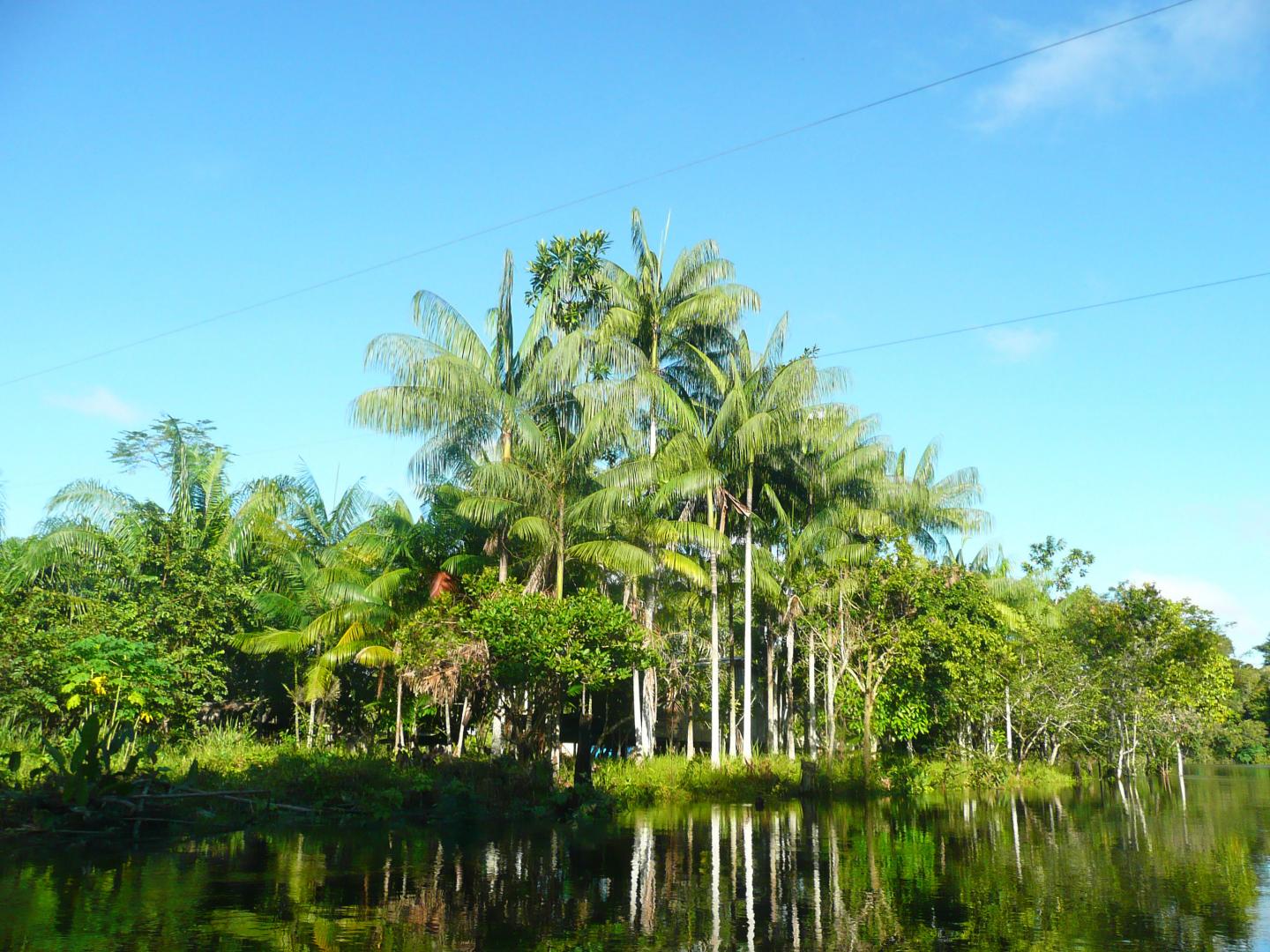 Plant Dominance in the Amazon Is Shaped by Past Civilizations (7 of 15)