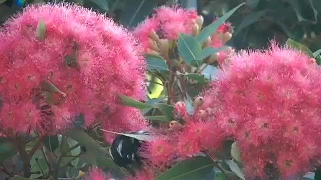 New Holland Honeyeater video