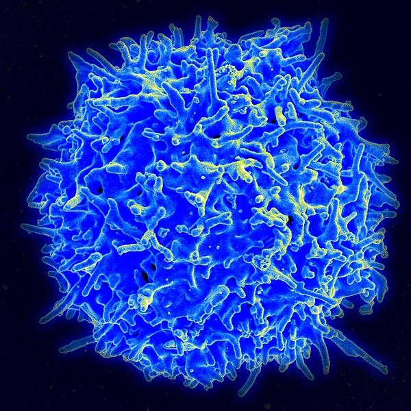 Human T-Cell