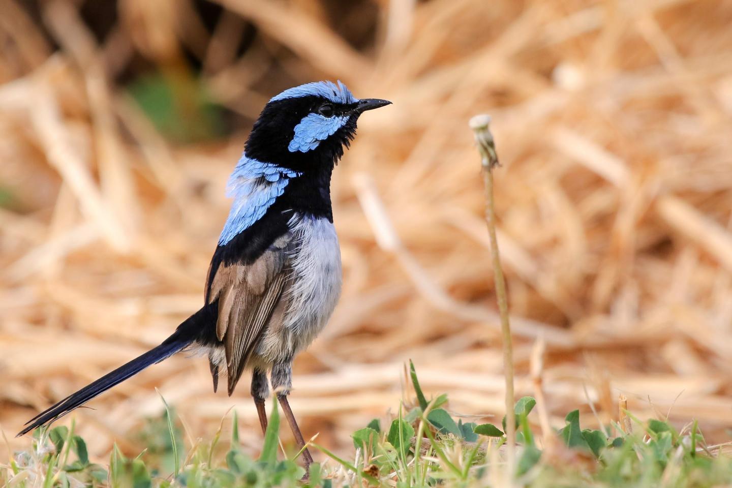Upright Male Fairy-wren