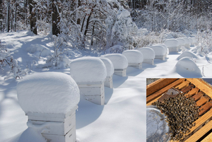 Overwintering honey bees.