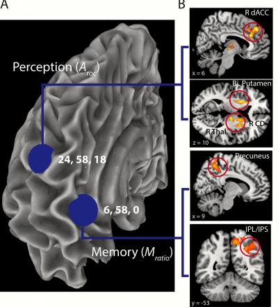 Seed Regions And Fmri Connecti Image Eurekalert Science News Releases