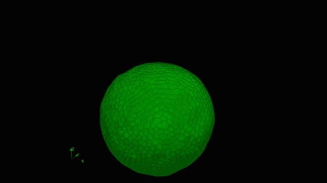 Simulation of the Optic Cup