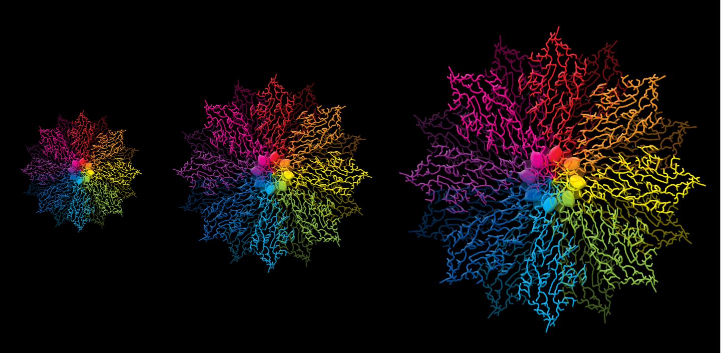 Antinucci et al. Cover Art