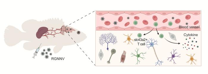 Slc43a2+ T cell metastasis from the spleen to the brain to exert antiviral effects