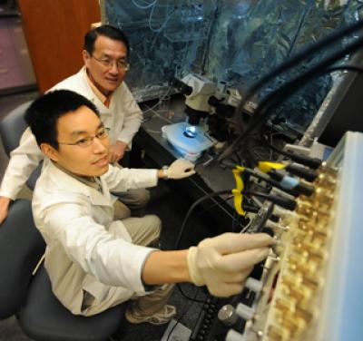 Lin Mei and Post Doc Haito Wu, Georgia Health Sciences University 