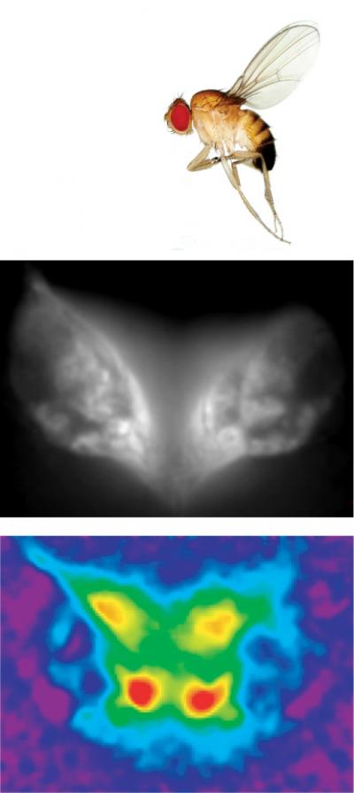 Brain Optical Imaging