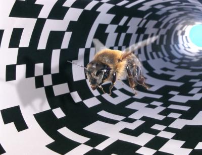 Honey Bee Perception