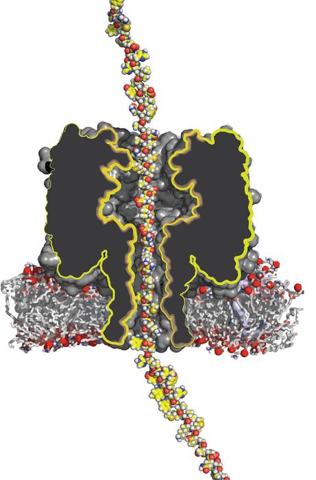 The Missing Link to Make Easy Protein Sequencing Possible?