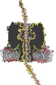 Protein transported through a nanopore