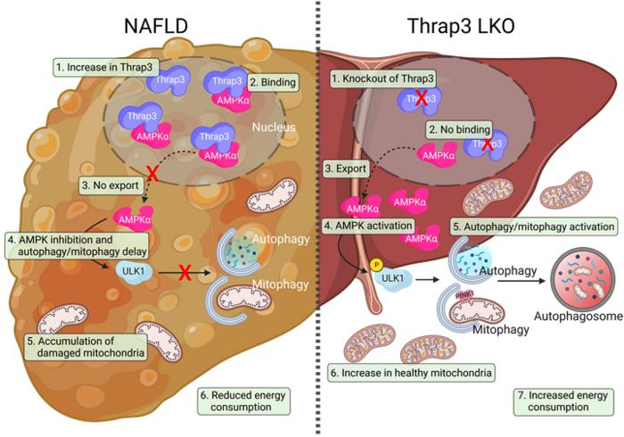 Schematic diagram of the mechanism by which Thrap3 affects NAFLD through translocation of AMPK.