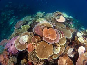 Bleached corals on John Brewer Reef, Great Barrier Reef