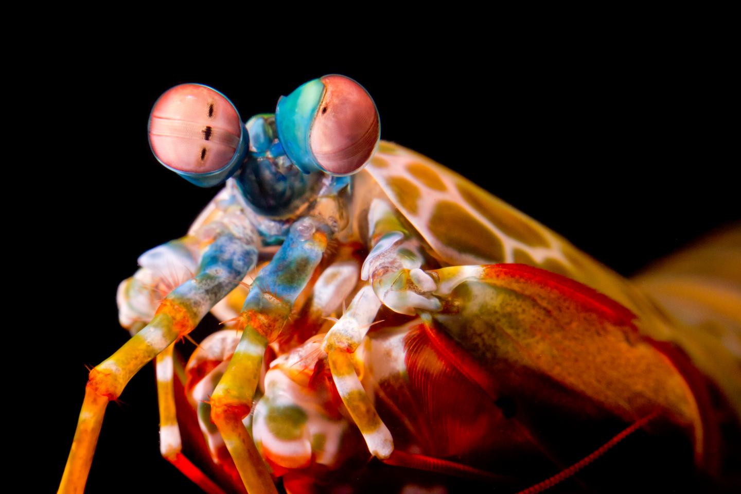 A Mantis Shrimp