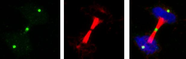 Antibodies to Help Study Critical Chemical Modifications Responsible for a Protein's Development