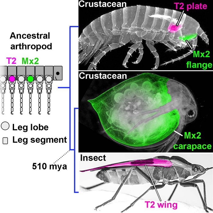 Graphical abstract: How the crustacean carapace evolved
