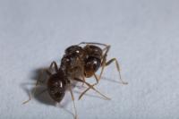 Garden Ant Workers