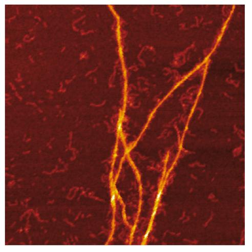 Amyloid Templating