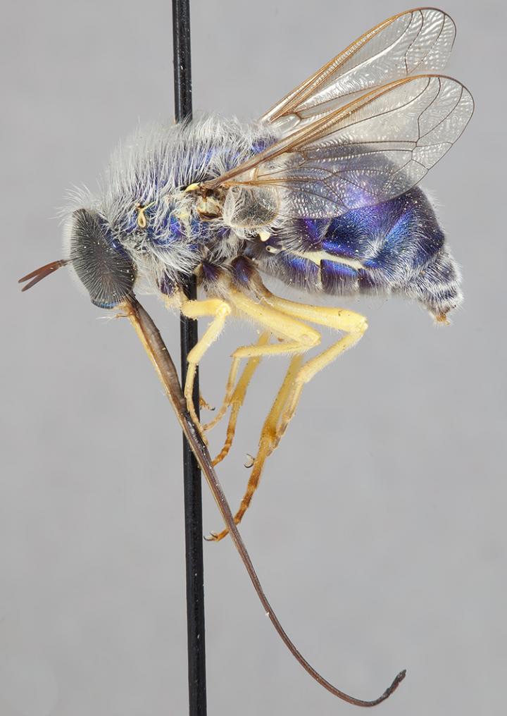 Adult Southern Emerald