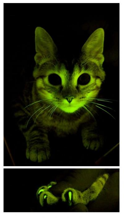 Glowing Cat Image