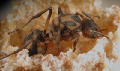 A Queen in Her Garden