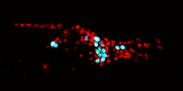 Neurons Moving as C. elegans Eats