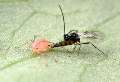 Pea Aphid and Wasp