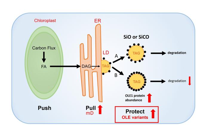 Model showing the use of modified OLE1 in PUSH-PULL-PROTECT strategy for increasing oil accumulation in plant cells