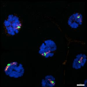 anopheles cell nucleus