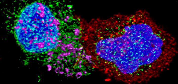 CD8 Lymphocytes of HIV Controller Patients in Contact with CD4 Cells Infected with HIV