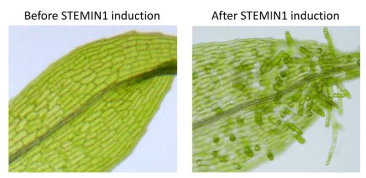Stem Cell Induction by STEMIN1