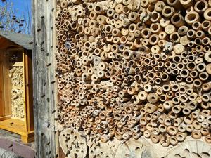 Bamboo for mason bee