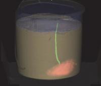 PET/CT Scan of Lugworms in Bucket (1 of 3)