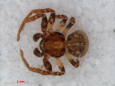 <i>Ozyptila praticola</i>