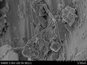 Bacteria and fungi collected from the deep borehole to rock surfaces