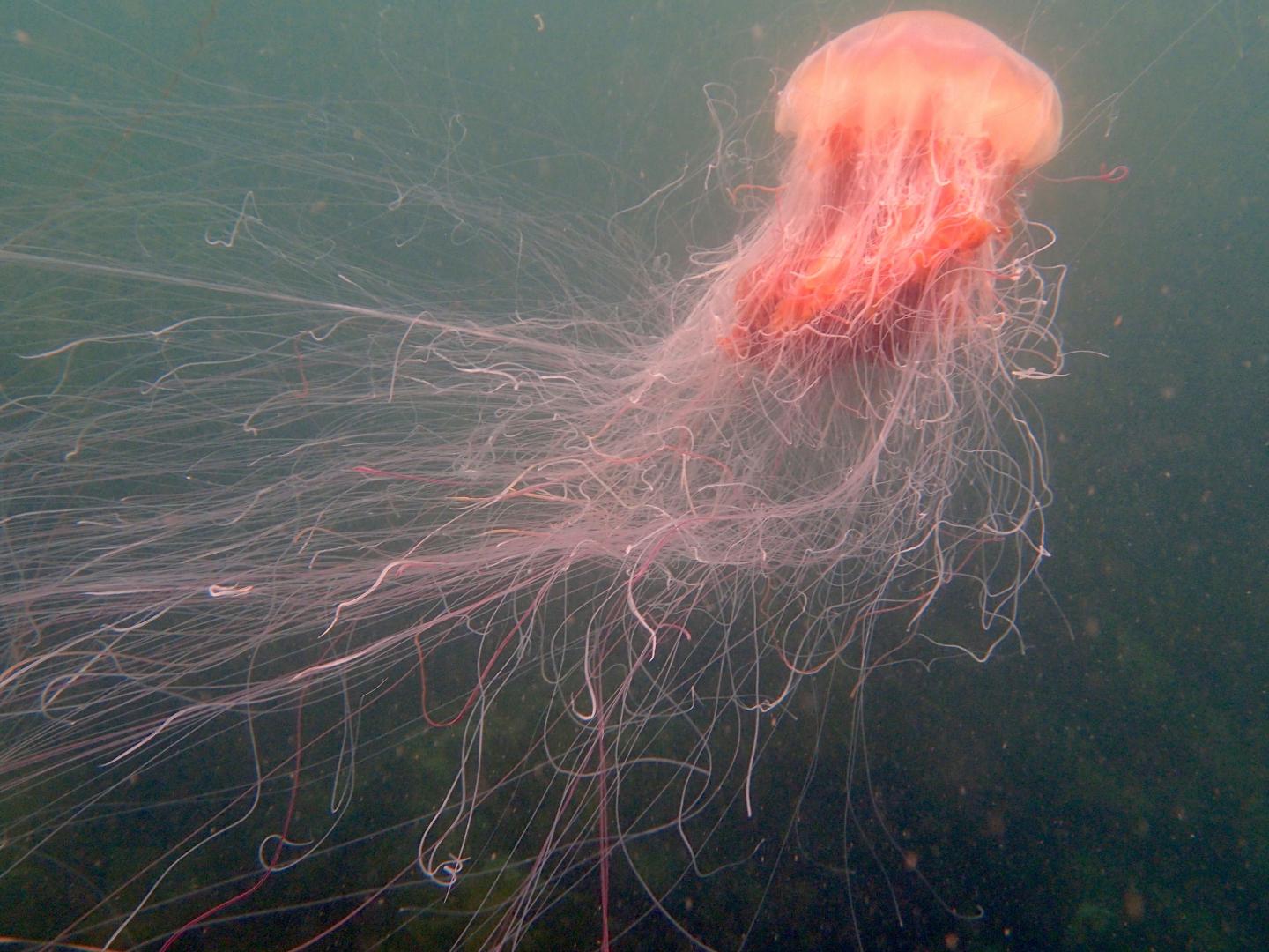 lion jellyfish