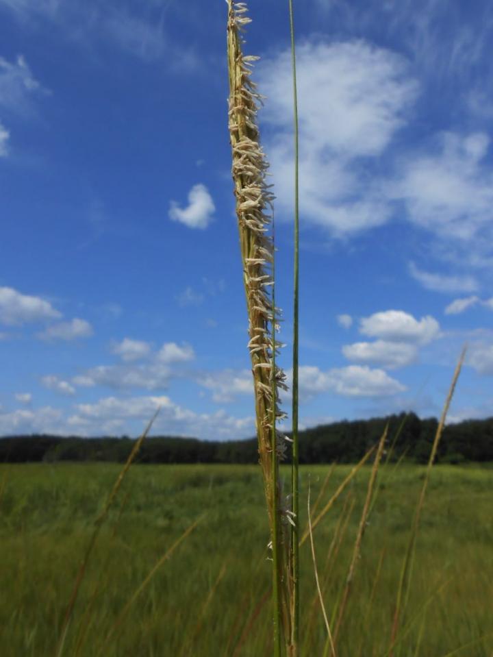 Salt Marsh Plant