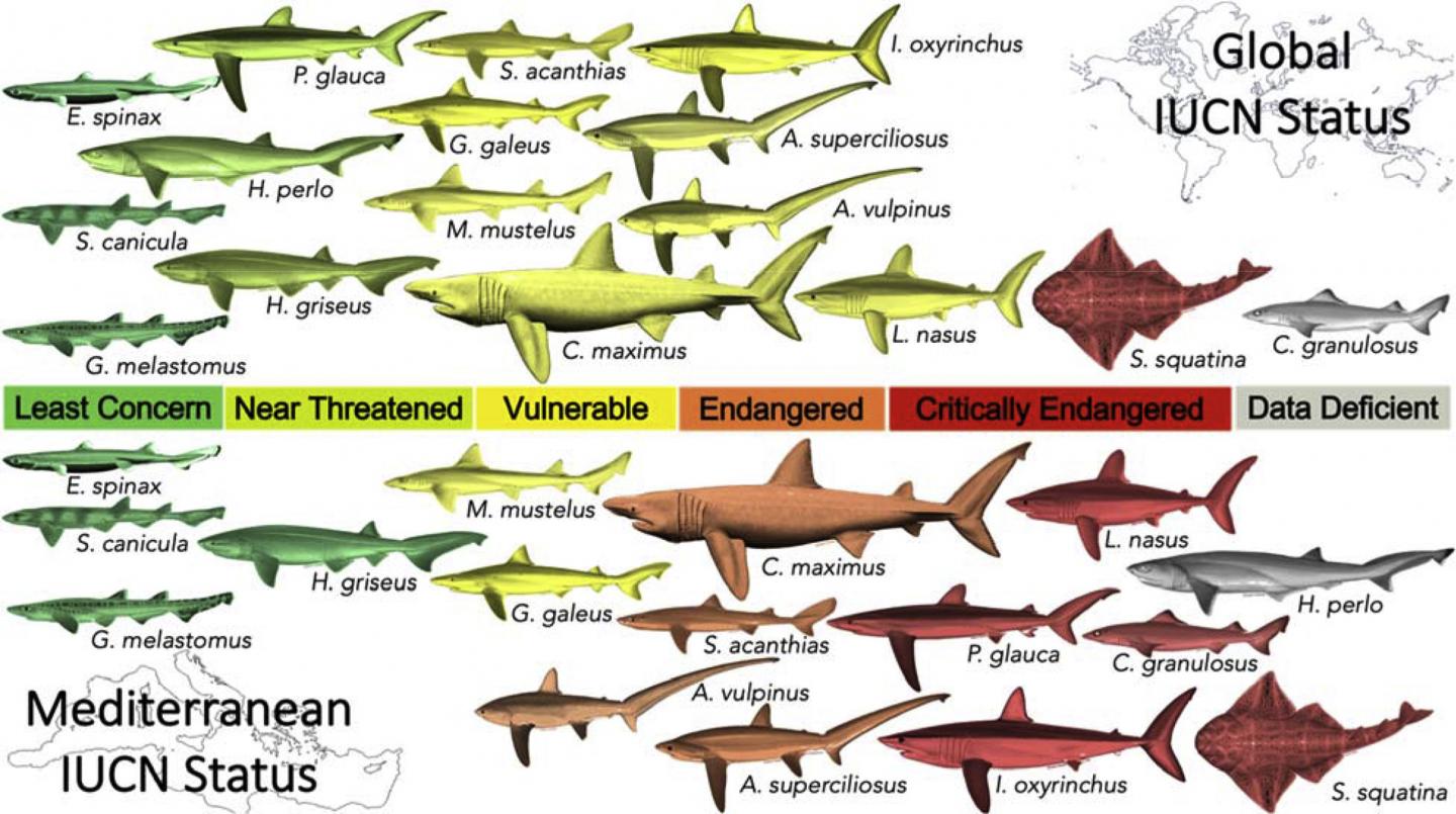 different types of sharks in the world