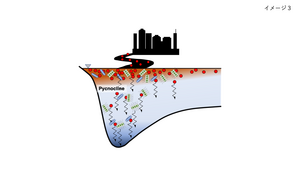 Microplastics sinking to the seafloor with microorganisms