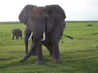 Elephant (3 of 3)
