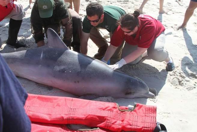 Riverhead Foundation with Stranded Dolphin