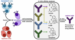 Optimal mAb