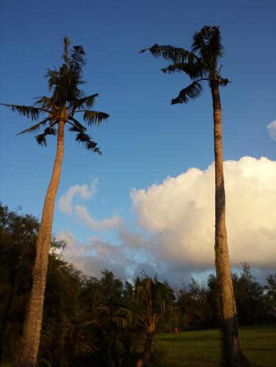 Coconut Crowns with Rhinoceros Beetle Damage
