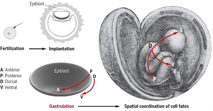Schematic view of how a human embryo acquires spatial coordination of its primary cell fates through gastrulation.