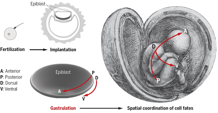 gastrula diagram