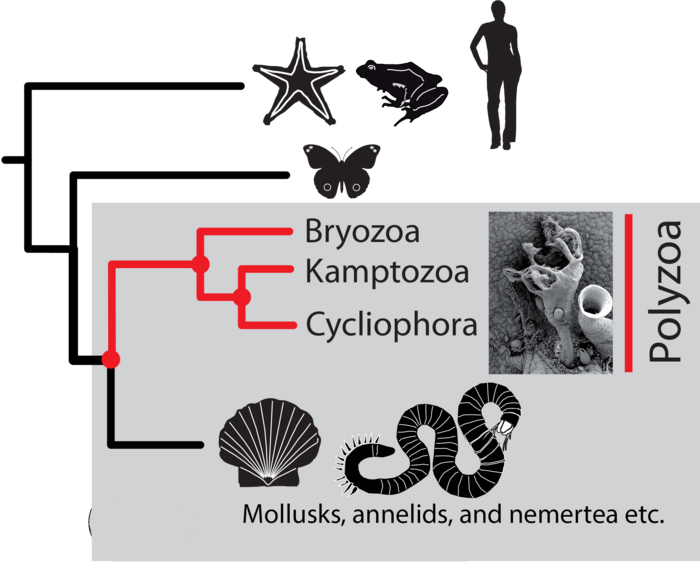 Evolutionary tree