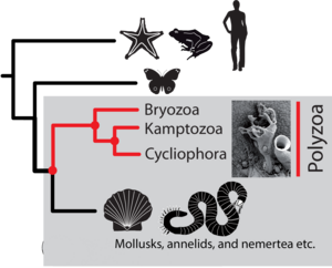 Hidden in genetics: The evolutionary relationships of two groups of ancient invertebrates revealed - EurekAlert